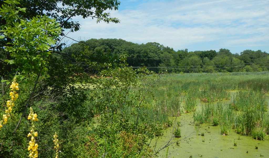 Electric lines travel across wetlands in New York.