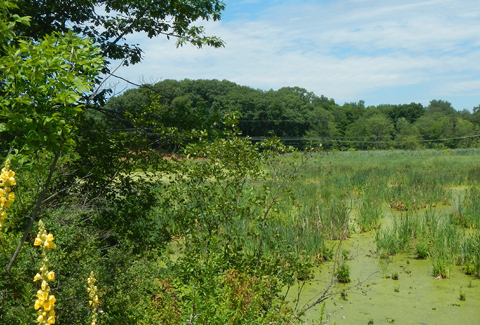 Electric lines travel across wetlands in New York.