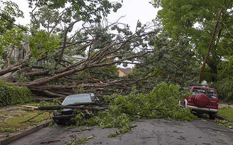 Large trees are toppled over a parked car and truck on a neighborhood street