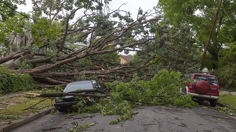 Large trees are toppled over a parked car and truck on a neighborhood street