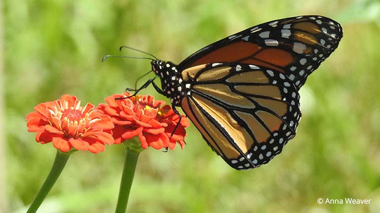 A monarch butterfly sits on a pollinator-friendly plant with red bloom. Photo ©Anna Weaver